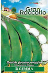 Fasole Gemma Bean Fasole uriașă cățărătoare 40g Pachet de semințe (phaseolus Coccineus 'spagna O Corona')