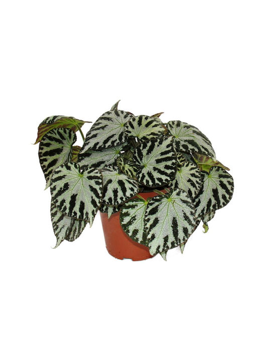 Begonia Height 30cm