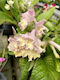 Streptocarpus Strept Orchid Pink-yellow