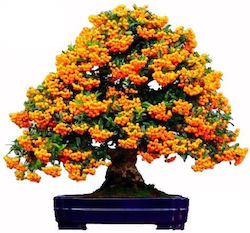 Judasbaum Cercis Canadensis Bonsai 50+ Saatgut | Skroutz Germany