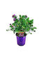 Polygala Myrtifolia