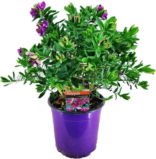 Polygala myrtifolia