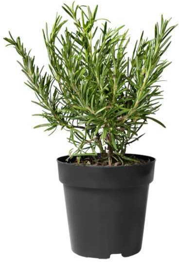 Oem Δενδρολίβανο Φαρμακευτικό Rosmarinus Officinalis 2 Lt 20/40 Oem Δενδρολίβανο Φαρμακευτικό Rosmarinus Officinalis 2 Lt 20/40