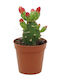 Opuntia Quitensis 5,5 cm