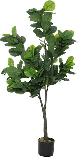 Fiddleleaf Baum im Freien 180cm Atmosphera