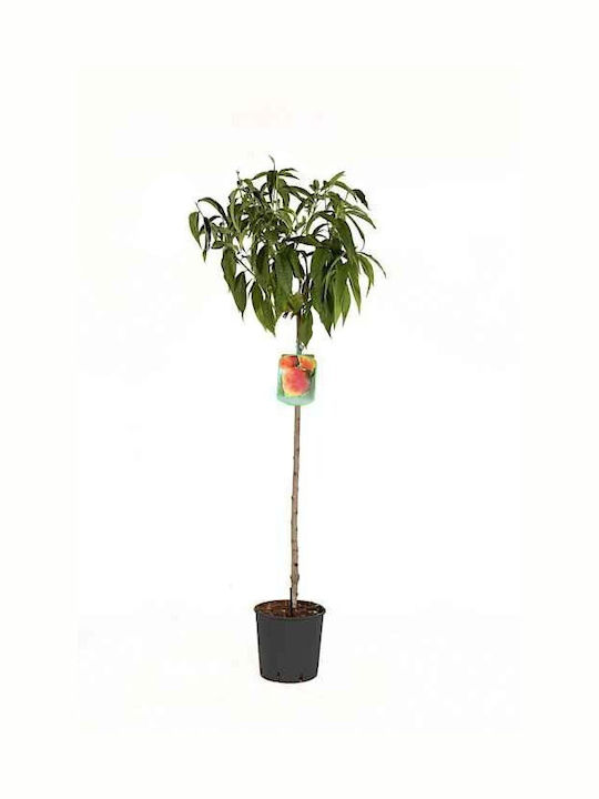 Oem Nektarinenbaum Prunus Persica Nectarina 7 Lt 4-6