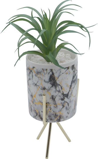 Sukkulente Pflanze in Topf 26cm Uncle George