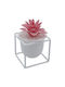 Sukkulente Pflanze in Topf Rosa 13cm Uncle George