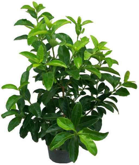Oem Viburnum Tinus 'lucidum' 7 Lt 60/80 Oem Viburnum Tinus 'lucidum' 7 Lt 60/80
