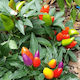 Multicolored Ornamental Pepper Seed