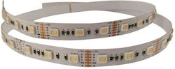 Eurolamp Ταινία LED 24V 5m