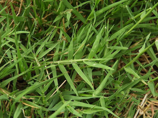 Uganda Bermuda Grass Seed Cynodon Dactylon 1kg