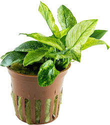 Anubias Barteri Var.nana Pinto Potted