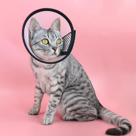 Колие за котки Прозрачен