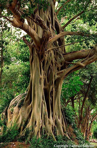 Ιερό Δέντρο Ινδίας Ficus Religiosa 200+ Σπόροι