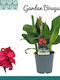 Canna Rose