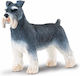 Miniature Safari Schnauzer Snowshoe Schnauzer