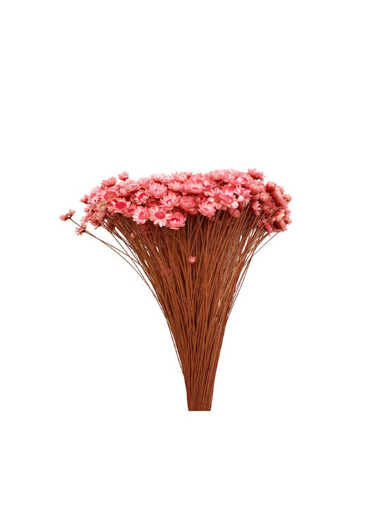 Dried Plant Pink 1pcs