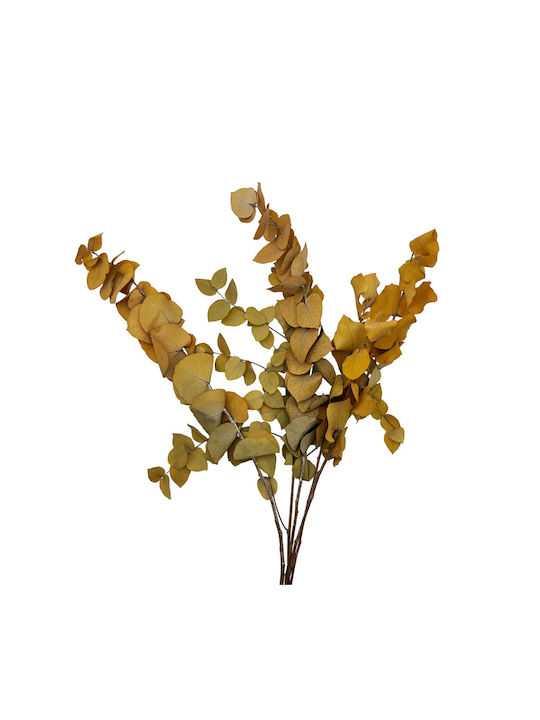 Dried Plant Yellow 1pcs