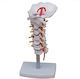 Αυχενική Σπονδυλική Στήλη Αρτηρία Λαιμού