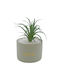 Sukkulente Pflanze in Topf Gold 17cm Uncle George