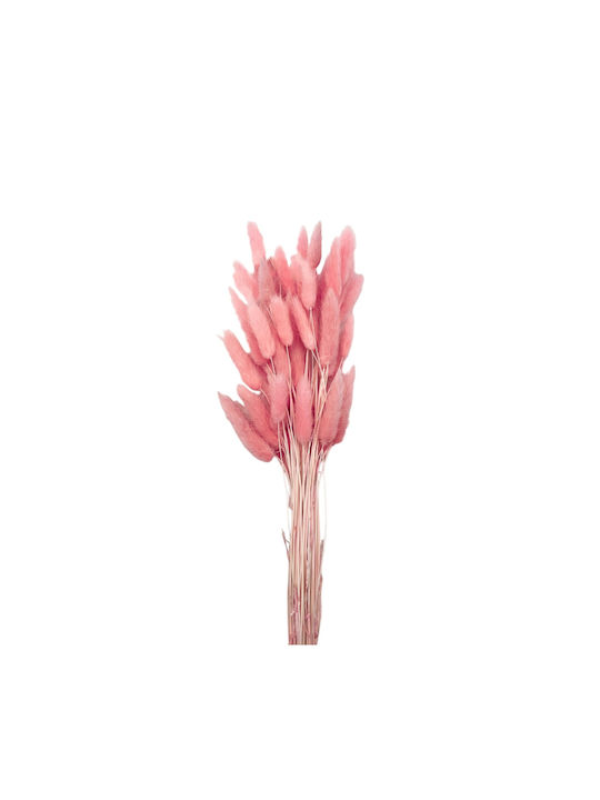 Dried Plant Pink 1pcs