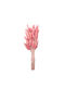 Dried Plant Pink 1pcs