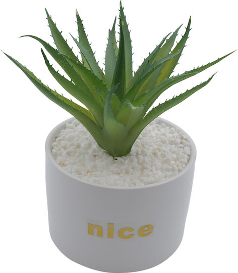 Aloe in Topfpflanze Weiß 17cm Uncle George