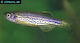 Danio Rerio Leopard M
