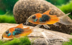 Corydoras Venezuela Orange