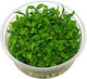S.i Staurogyne Repens In Vitro