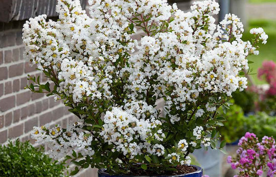 Lagerstroemia ' Love Virgin' 19cm