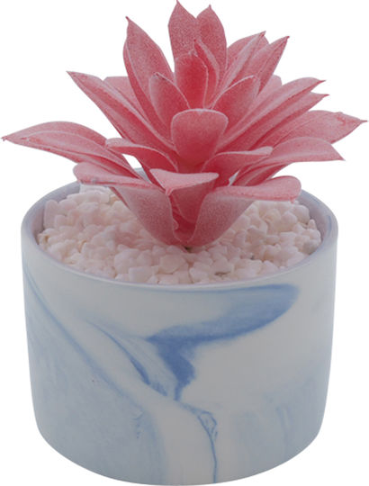 Sukkulente Pflanze in Topf Rosa 13cm Uncle George