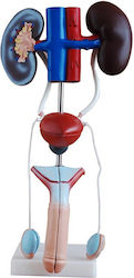 Xincheng Scientific Modell Innere Organe Xincheng Scientific Modell Innere Organe