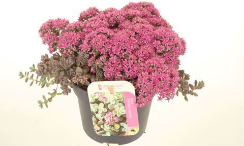 Sedum Cauticola 'lidakense'