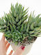 Haworthia Fasciata Big Band Reinwardtii