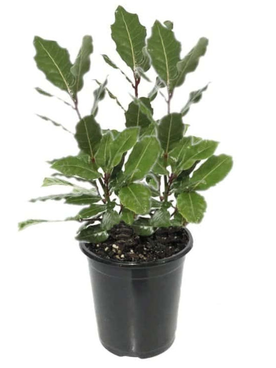 Oem Laurel Apollo Shrub 25 Lt 200/250