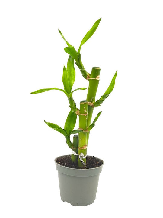 Glücksbambus-Pflanze