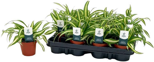 Chlorophytum 'variegatum' 8.5cm