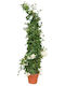 Oem Chios Iasomie Jasminum Grandiflorum 5 Lt 150/175