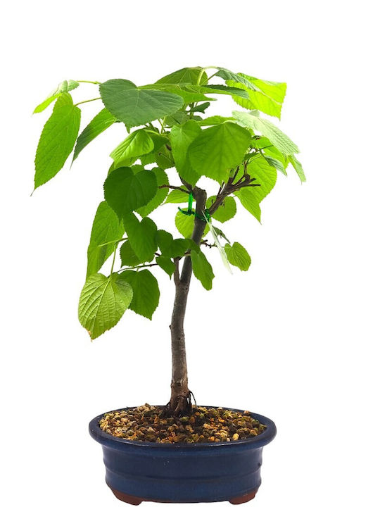 Bonsai Tilia Cordata Lime Tree - Bonsai Tilia Cordata Lime Tree