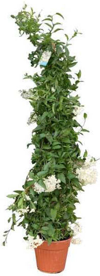Oem Chios Jasmin Jasminum Grandiflorum 4 Lt 125/150 Oem Chios Jasmin Jasminum Grandiflorum 4 Lt 125/150