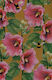 Greenmink Rindeau Monthly Planner with Polish Flowers in Malwa Color