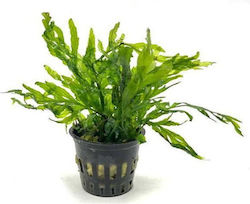 Stoffels Bolbitis Live Aquarium Plant