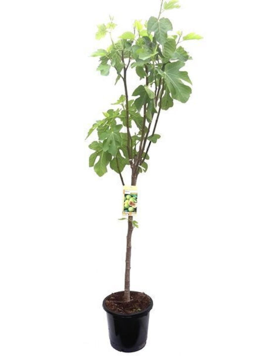 Oem Συκιά Δέντρο Ficus Carica Σακούλα 3lt 2-4