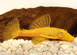 Ancistrus Albino 3-4cm