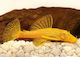 Ancistrus Albino 3-4cm