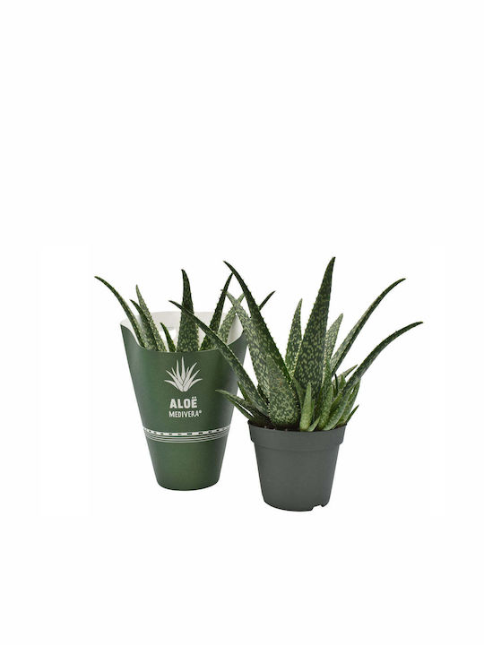 Aloe Medivera 'tropical' 14cm