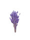 Dried Plant Purple 1pcs