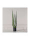 Yucca В Саксия 14см Supergreens